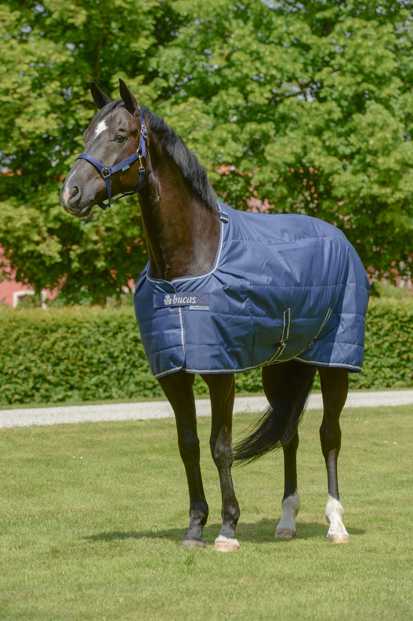 Bucas Quilt 50g Sf Navy, Gr. 155 cm Bucas Quilt 50g Sf Navy, Gr. 155 cm von Bucas