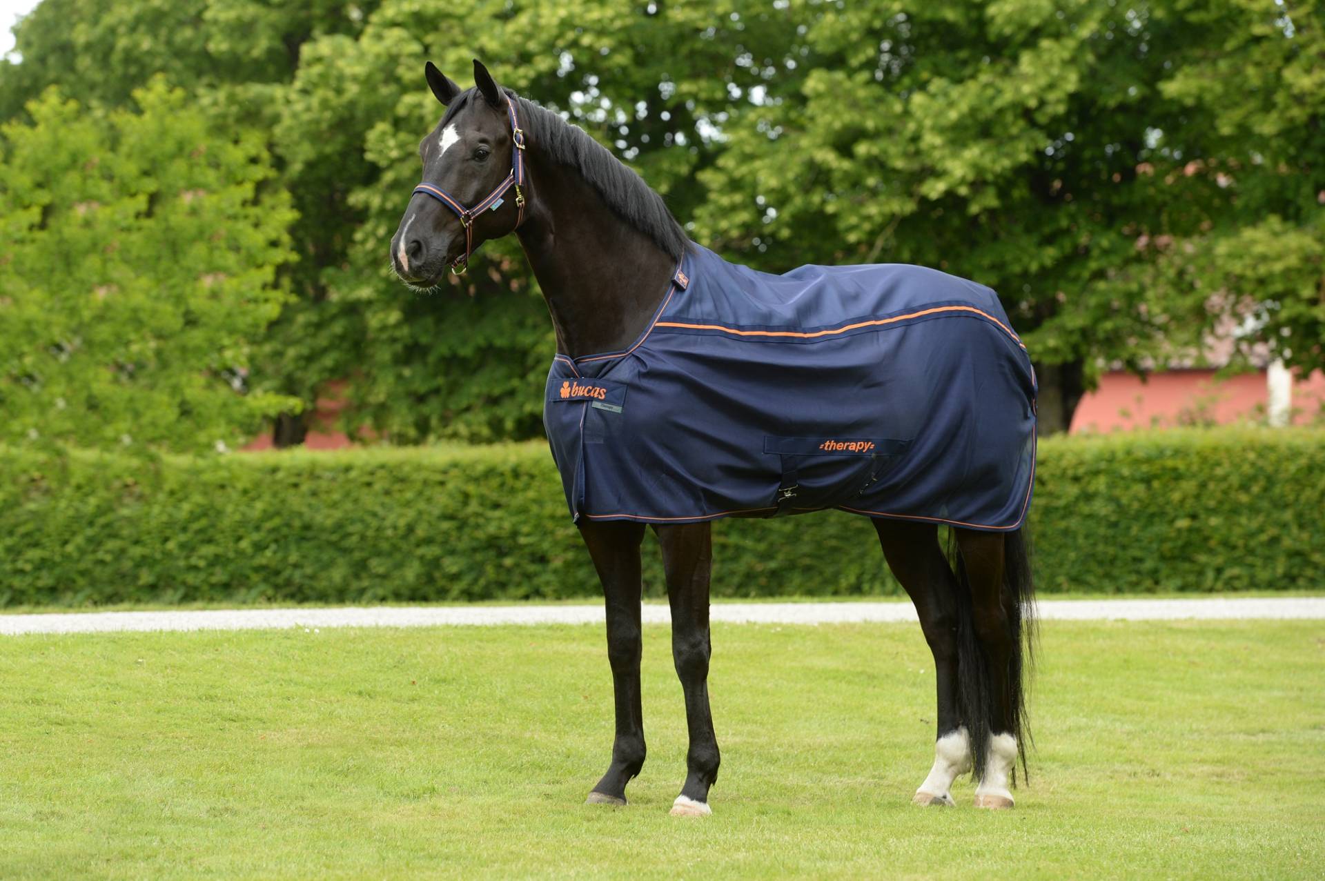 Bucas Therapy Mesh Cooler Navy/Orange, Gr. 155 cm Bucas Therapy Mesh Cooler Navy/Orange, Gr. 155 cm von Bucas