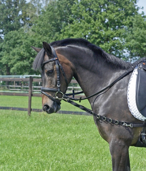 Busse Ausbindezügel Oesen-Elastik Schwarz, Gr. Pony/Vb Busse Ausbindezügel Oesen-Elastik Schwarz, Gr. Pony/Vb von Busse