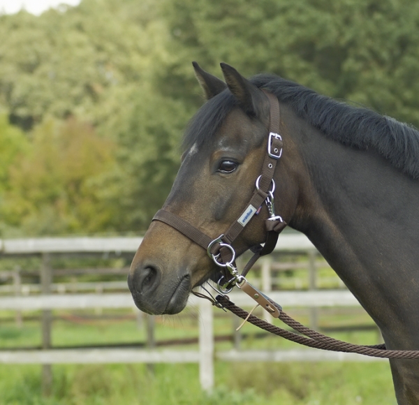 Busse Halfter Riding Dark Brown, Gr. Vb Busse Halfter Riding Dark Brown, Gr. Vb von Busse