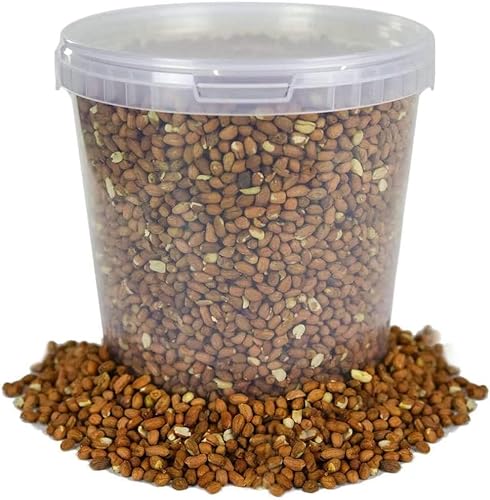 BusyBeaks Ganze Erdnüsse - Premium Hochenergie-Garten-Wildvogel-Nussfutter in Behältern (1L) von BusyBeaks
