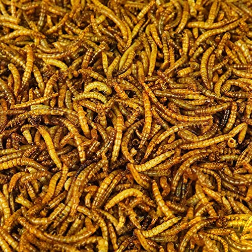 BusyBeaks Getrocknete Mehlwürmer - Hochwertiges Wildvogelfutter Leckerbissen für Gartenvögel von BusyBeaks