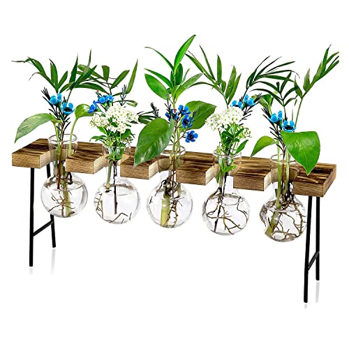 Bzwyonst Vermehrungsstationen Desktop-Luftpflanzen-Terrarium, Glas-Pflanzgefäß, Glasvase mit HolzstäNder - Pflanzenterrarium von Bzwyonst