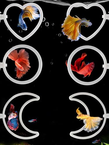 CAIJ Betta Übungsring und Filterball-Set enthält Saugnapf-Übungsring und Nitriierungsbälle, bereicherndes Spielzeug für Aquarien, Schildkrötenbecken und kleine Aquarien von CAIJ