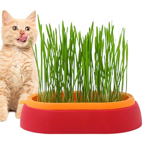 CENMOO Rasentopf für Katzen, für drinnen und draußen, verhindert Bälle und hilft bei der Verdauung CENMOO Rasentopf für Katzen, für drinnen und draußen, verhindert Bälle und hilft bei der Verdauung von CENMOO