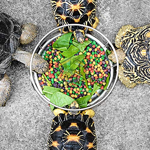 Reptilienfeindessen und Schale Für Schildschildkröte Ihre Haustiere. F Torto Feeder Torto Bowl Feeder Bowl Reptile (75x173cm/29,5x68.1in) von CFTGIW