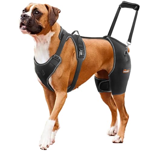 CHAMIN Rissurry Hüftbandage für Hunde, Unterstützung bei Hüftdysplasie, Arthritis, Hinken der Hinterbeine, mit Handheld-Design zur Reduzierung von Hüftschmerzen und Größe L von CHAMIN