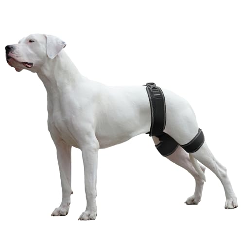 CHAMIN Hüftbandage für Hunde – Stützgeschirr für Hüftdysplasie, Gelenkschmerzlinderung, verhindert Hüftgelenkprobleme, orthopädische Unterstützung für Hunde (Größe XL) von CHAMIN