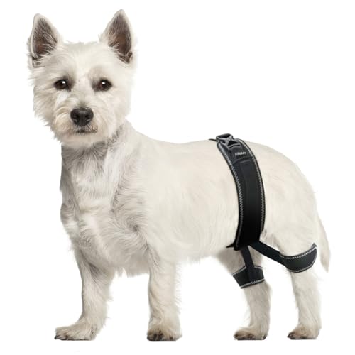 CHAMIN Hüftbandage für Hunde – Stützgeschirr für Hüftdysplasie, Gelenkschmerzlinderung, verhindert Hüftgelenkprobleme, orthopädische Unterstützung für Hunde (klein) von CHAMIN