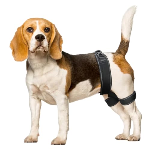 CHAMIN Hüftbandage für Hunde – Stützgeschirr für Hüftdysplasie, Gelenkschmerzlinderung, verhindert Hüftgelenkprobleme, orthopädische Unterstützung für Hunde (mittel) von CHAMIN
