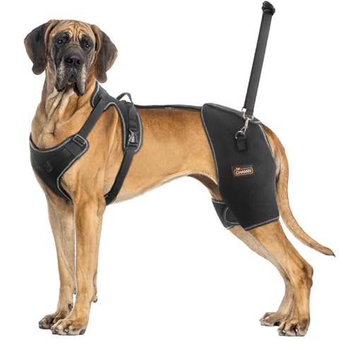 CHAMIN Hunde-Hüftbandage mit Handheld-Design, Unterstützung bei Hüftdysplasie, Arthritis, Hinken der Hinterbeine, reduziert Hüftschmerzen und beschleunigte Erholung nach Operationen usw. (extra groß) CHAMIN Hunde-Hüftbandage mit Handheld-Design, Unterstützung bei Hüftdysplasie, Arthritis, Hinken der Hinterbeine, reduziert Hüftschmerzen und beschleunigte Erholung nach Operationen usw. (extra groß) von CHAMIN