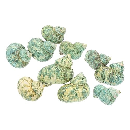 CIYODO 10 Stück Teiliges Naturmuschel Dekorationen für Aquarien Meeres Schnecken Ornamente für Verschönerung von Fischbecken und Aquarien Lebendige und Unbedenklich für Aquarienbewohner CIYODO 10 Stück Teiliges Naturmuschel Dekorationen für Aquarien Meeres Schnecken Ornamente für Verschönerung von Fischbecken und Aquarien Lebendige und Unbedenklich für Aquarienbewohner von CIYODO