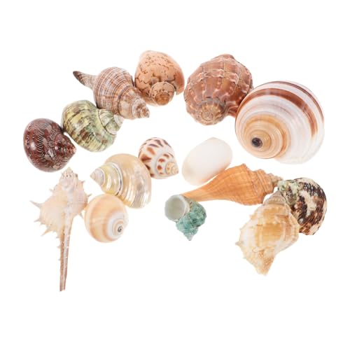 CIYODO 15 Stück Muscheln Naturbelassene Dekoration für Aquarien Fischbehälter und DIY Bastelprojekte für Strand Themenpartys und Vasenfüllungen Mix aus Verschiedenen CIYODO 15 Stück Muscheln Naturbelassene Dekoration für Aquarien Fischbehälter und DIY Bastelprojekte für Strand Themenpartys und Vasenfüllungen Mix aus Verschiedenen von CIYODO