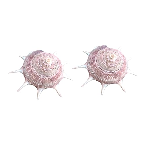 CIYODO 2 Stück Natürliche Muscheln für Aquariumdekoration Kreative DIY Große Schnecken für Pagurian Verstecke Zubehör für Aquarien und Innendekoration Zufällige Farbe CIYODO 2 Stück Natürliche Muscheln für Aquariumdekoration Kreative DIY Große Schnecken für Pagurian Verstecke Zubehör für Aquarien und Innendekoration Zufällige Farbe von CIYODO