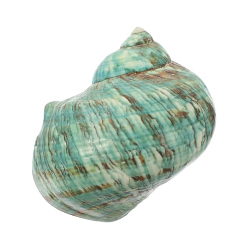 CIYODO Natürliche Meeresschnecke Aquarium Deko Vase Füllmaterial Muscheln Basteln Handgefertigte Schnecken Ornament für Fischbecken und Schreibtisch Dekoration von CIYODO