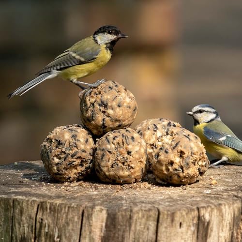 Premium-Meisenknödel 6 Stück von CJ Wildlife