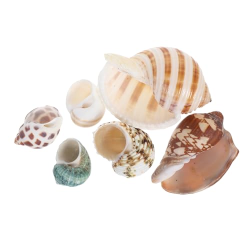CLISPEED 6 Stück Muschelschalen Für Aquarien: Natürliche Einsiedlerkrebsschalen – Aquarium-Dekoration, Lebensraum Für Kleine Fische – Zubehör Für Die Landschaftsgestaltung Im Wasser CLISPEED 6 Stück Muschelschalen Für Aquarien: Natürliche Einsiedlerkrebsschalen – Aquarium-Dekoration, Lebensraum Für Kleine Fische – Zubehör Für Die Landschaftsgestaltung Im Wasser von CLISPEED