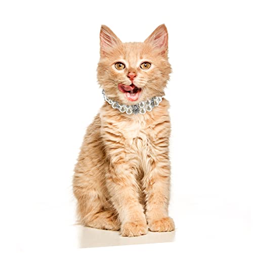 CLISPEED Verstellbares Hundehalsband mit Schwarzem Perlen Design Handgefertigtes mit Leine Komfortabel und Modisch für Kleine und Mittelgroße Hunde Geeignet für Alltag und Besondere CLISPEED Verstellbares Hundehalsband mit Schwarzem Perlen Design Handgefertigtes mit Leine Komfortabel und Modisch für Kleine und Mittelgroße Hunde Geeignet für Alltag und Besondere von CLISPEED