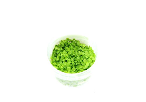 CO2Art Tropica Micranthemum 'Montecarlo' 1-2 Grow! von CO2 Art