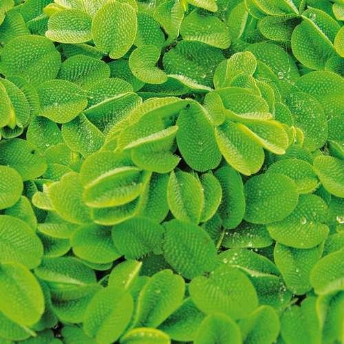 Salvinia Natans Portion (Wasserspritzer). von CO2 Art