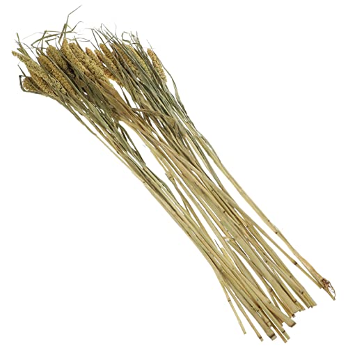 COLLBATH Kleintierstreu Müsli Hamster Getreide Naturgetreide Streu Meerschweinchen Streu Habitat COLLBATH Kleintierstreu Müsli Hamster Getreide Naturgetreide Streu Meerschweinchen Streu Habitat von COLLBATH