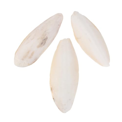 COLLBATH Papagei Sepiaschale Spielzeug-Set Vogel Ergänzung Sepiaschale Haustier Kauanhänger Beißspielzeug Molaren Schleifspielzeug für Haustiere COLLBATH Papagei Sepiaschale Spielzeug-Set Vogel Ergänzung Sepiaschale Haustier Kauanhänger Beißspielzeug Molaren Schleifspielzeug für Haustiere von COLLBATH