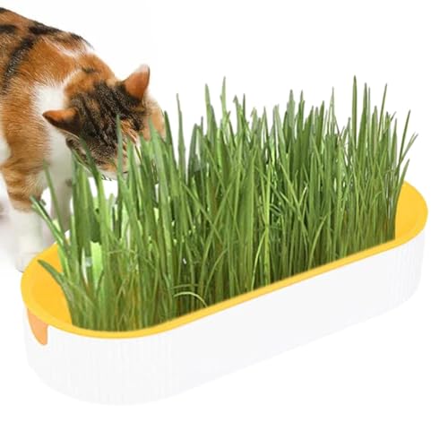 COMFOLIVING Katzengras Anzuchtset, Bodenfreies Kauen Kätzchen Pflanzset Hydrokultur Pflanzschale Katzenminze Box Katzensnacks Haarball Entfernung Tierfutter für Kindergarten, Garten, Innenbalkon und COMFOLIVING Katzengras Anzuchtset, Bodenfreies Kauen Kätzchen Pflanzset Hydrokultur Pflanzschale Katzenminze Box Katzensnacks Haarball Entfernung Tierfutter für Kindergarten, Garten, Innenbalkon und von COMFOLIVING