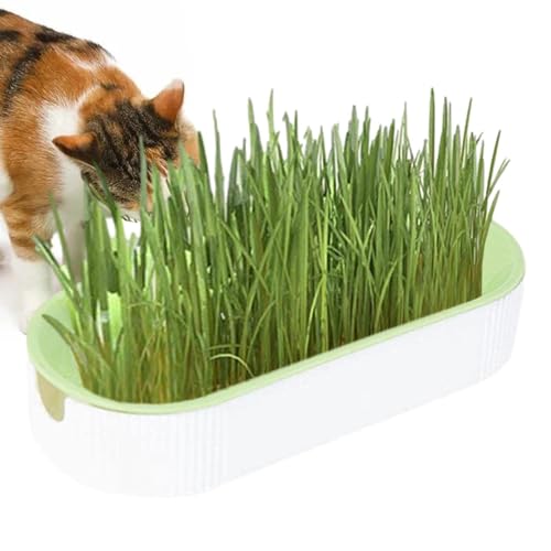 COMFOLIVING Katzengras Anzuchtset, Bodenfreies Kätzchen Pflanzset Hydrokultur Pflanzschale Katzenminze Box Katzensnacks Haarball Entfernung Tierfutter für Kindergarten, Garten, Innenbalkon und COMFOLIVING Katzengras Anzuchtset, Bodenfreies Kätzchen Pflanzset Hydrokultur Pflanzschale Katzenminze Box Katzensnacks Haarball Entfernung Tierfutter für Kindergarten, Garten, Innenbalkon und von COMFOLIVING
