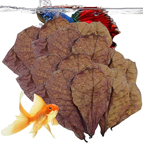Natürliche Garnelen-Tankblätter, Aquarium-Katappa-Blätter, Aquarium-Schildkröten-Dekorationen, Blätter, Mandelblätter für Aquarium, Catappa-Mandelblätter, Catappa-Blätter fördern die Zucht und stärken Natürliche Garnelen-Tankblätter, Aquarium-Katappa-Blätter, Aquarium-Schildkröten-Dekorationen, Blätter, Mandelblätter für Aquarium, Catappa-Mandelblätter, Catappa-Blätter fördern die Zucht und stärken von COMFOLIVING