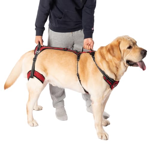 COODEO Hundehochheber-Gurtzeug zur Mobilität, Unterstützungsträger für Hunde, Hundegehensträger, Unterstützungsliftvest für die Hinterbeine von Haustiere, Hundetragehilfe für Arthritis(Rot,XL) COODEO Hundehochheber-Gurtzeug zur Mobilität, Unterstützungsträger für Hunde, Hundegehensträger, Unterstützungsliftvest für die Hinterbeine von Haustiere, Hundetragehilfe für Arthritis(Rot,XL) von COODEO