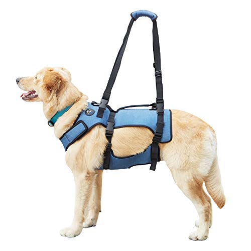 COODEO Mobilitätshilfe Hundegeschirr - Atmungsaktives Reha-Gurt für Seniorenhunde mit Gelenkproblemen, Arthritis oder Lähmung, Vollkörperstütze mit verstellbaren Tragegriffen (Blau, XXL) COODEO Mobilitätshilfe Hundegeschirr - Atmungsaktives Reha-Gurt für Seniorenhunde mit Gelenkproblemen, Arthritis oder Lähmung, Vollkörperstütze mit verstellbaren Tragegriffen (Blau, XXL) von COODEO