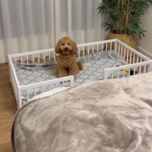 COOL · DREAMS CoolDreams CoolDreams Hundebett für große Hunde, erhöht, aus Buchenholz, Weiß COOL · DREAMS CoolDreams CoolDreams Hundebett für große Hunde, erhöht, aus Buchenholz, Weiß von COOL · DREAMS