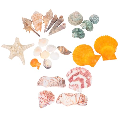 CORHAD Set Mit 21 Natürlichen Muscheln Als Aquarium-Dekoration Für Die Landschaftsgestaltung Von Aquarien Muscheln Zum Basteln Dekoratives -Set CORHAD Set Mit 21 Natürlichen Muscheln Als Aquarium-Dekoration Für Die Landschaftsgestaltung Von Aquarien Muscheln Zum Basteln Dekoratives -Set von CORHAD