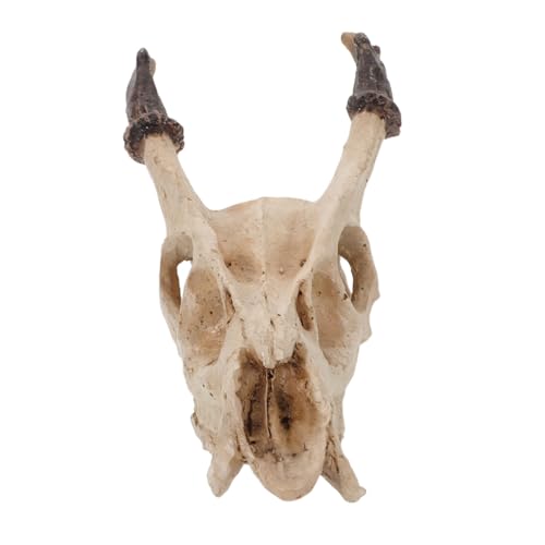 CORHAD Ornamente Für Die Von Haustieren Dekoration Fischversteck Schildkrötenversteck Reptilientank Zubehör Totenkopf Reptilienunterschlupf Höhle von CORHAD