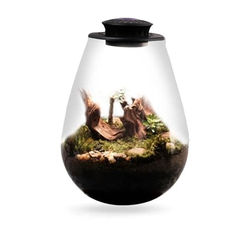 Terrarien für Blumenkübel Mikro-Landschaftsglasflasche mit Wachstumslicht, saftiges Moos, Landschaftsglasterrarium für den Hausgarten Flaschengarten(Black S) von CQJJXKYC