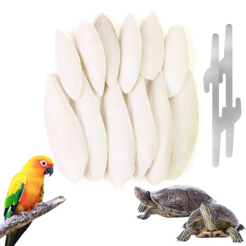 12 Stück Sepiaschalen, 7-9 cm/11-13 cm Sepiaschale für Vögel, Geeignet für Schildkröten, Schnecken, mit 2 Metallklammern Tintenfischknochen für Vogelkäfige, Ergänzung von Kalzium und Mineralien 12 Stück Sepiaschalen, 7-9 cm/11-13 cm Sepiaschale für Vögel, Geeignet für Schildkröten, Schnecken, mit 2 Metallklammern Tintenfischknochen für Vogelkäfige, Ergänzung von Kalzium und Mineralien von CTYUEYUN