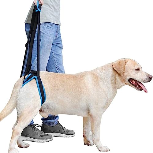 Hundehebegeschirr, Schlingenunterstützung, Hinterbein-Rehabilitationsgurt Für Hunde, Chirurgie, Genesung, Gehen, Schmerzlinderung,M Hundehebegeschirr, Schlingenunterstützung, Hinterbein-Rehabilitationsgurt Für Hunde, Chirurgie, Genesung, Gehen, Schmerzlinderung,M von CUSMA