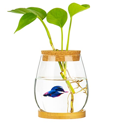Desktop Fischschale Klarglas Kleines Aquarium mit Holzdeckel und Bambusständer für Betta Fischpflanzen Terrarium Home Office Dekoration Geschenke von CUSNESTAL