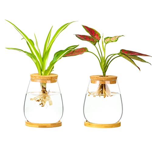 Desktop Pflanzen Terrarium Anzuchtstation Hydrokultur Pflanzgefäße Retro Oval Glas Vase mit Deckel und Ständer Home Office Dekoration Geschenke von CUSNESTAL