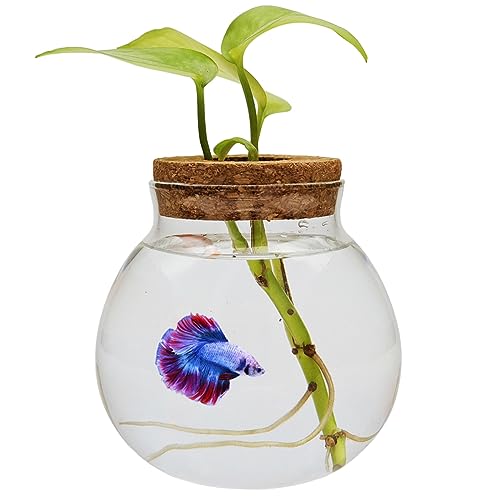 Kleine Betta Fischschalen aus Glas für Betta-Fische, Goldfische, Aquaponische Aquarien und Pflanzen, Stecklinge, Pflanzgefäß, Terrarium, Desktop-Dekorationen, Geschenke von CUSNESTAL