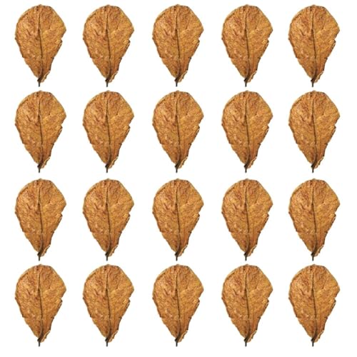 CWPFVQA 20 Terminalia-Blätter, Ökologische Simulations-Landschaftsbauzubehör, Aquarium-Dekoration, Aquarium-Zubehör, Aquarium-Pflanzenfutter CWPFVQA 20 Terminalia-Blätter, Ökologische Simulations-Landschaftsbauzubehör, Aquarium-Dekoration, Aquarium-Zubehör, Aquarium-Pflanzenfutter von CWPFVQA