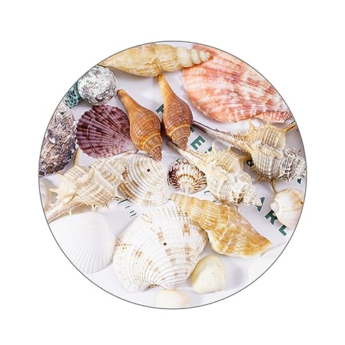 Cabilock Dekorative Aquarien Muscheln Natürliche Muschelschalen für Fischbecken Kunsthandwerk und Wohnraumgestaltung Großer Muschelbeutel Cabilock Dekorative Aquarien Muscheln Natürliche Muschelschalen für Fischbecken Kunsthandwerk und Wohnraumgestaltung Großer Muschelbeutel von Cabilock