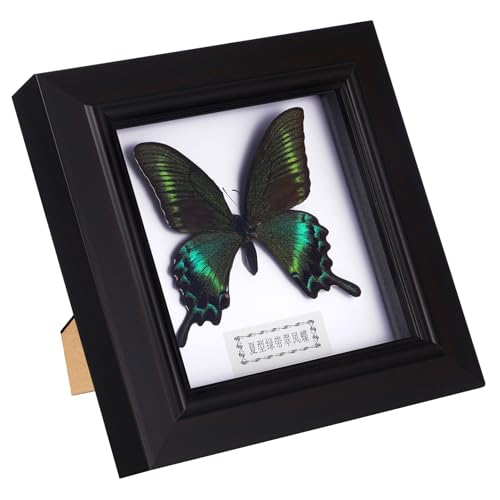 Cabilock Hausbedarf Echter Schmetterling Echte Schmetterlingsexemplare Echte Schmetterlinge Terrarienset Mit Pflanzen Schmetterlinge Zum Basteln Gerahmte Schmetterlings-kit Hölzern von Cabilock