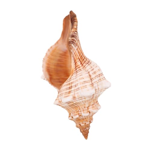 Cabilock Natürliche Große Meeresschnecke Muscheln für Basteln und Vase Füller Küsten Aquarium Dekor Strandparty Deko Küstenstil Wohnaccessoire Cabilock Natürliche Große Meeresschnecke Muscheln für Basteln und Vase Füller Küsten Aquarium Dekor Strandparty Deko Küstenstil Wohnaccessoire von Cabilock