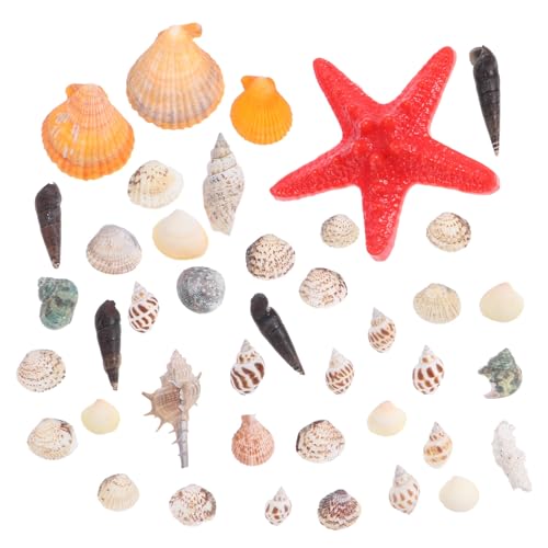 Cabilock Strandmuscheln Für Aquarien Mikrolandschaftsdekor Natürliche Meeresschnecken Muscheln Zubehör Für DIY Handwerk Cabilock Strandmuscheln Für Aquarien Mikrolandschaftsdekor Natürliche Meeresschnecken Muscheln Zubehör Für DIY Handwerk von Cabilock