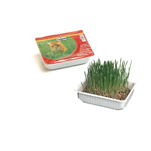 CAMON Semi di Erba Gatta, confezione da 140 gr. von Camon