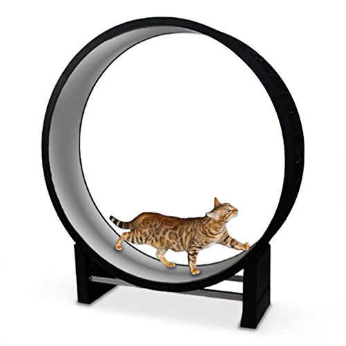 CanadianCat Company | Katzenlaufrad Cat in Motion Black/hellgrau - Trainingsgerät und Spielzeug für Katzen CanadianCat Company | Katzenlaufrad Cat in Motion Black/hellgrau - Trainingsgerät und Spielzeug für Katzen von CanadianCat Company