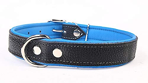 Capadi K0713 Hundehalsband mit Napaleder unterlegt und Starkes Hundehalsband aus Echtleder, Blau, Breite 30 mm, Länge 52 cm von Capadi