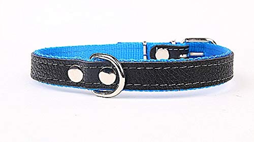 Hundehalsband weich unterlegt und starkes Halsband aus Echtleder Blau Breite 30mm Länge 60cm von Capadi