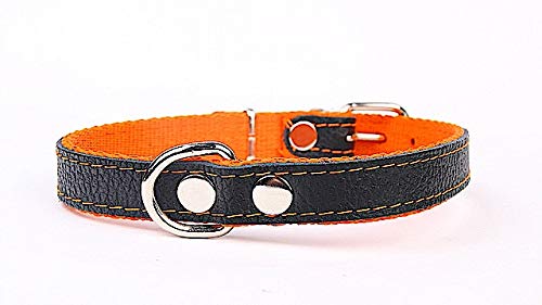 Hundehalsband weich unterlegt und starkes Halsband aus Echtleder Orange Breite 30mm Länge 60cm von Capadi